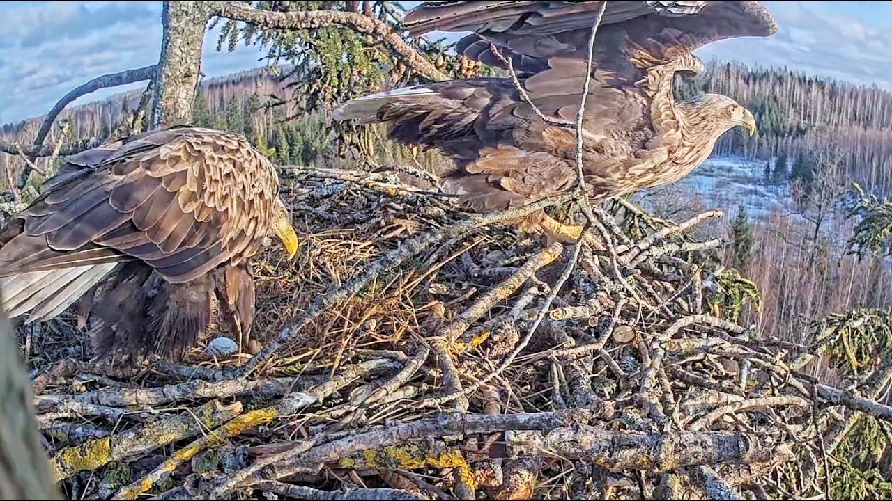 Jūras ērgļis~☺️💕 First Egg Time for Zorro~4:48 PM 2026/03/12