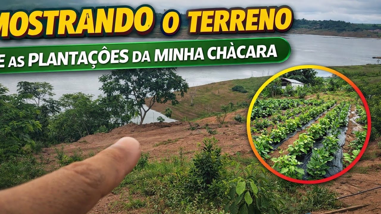 Mostrando o terreno e as plantações da minha chácara