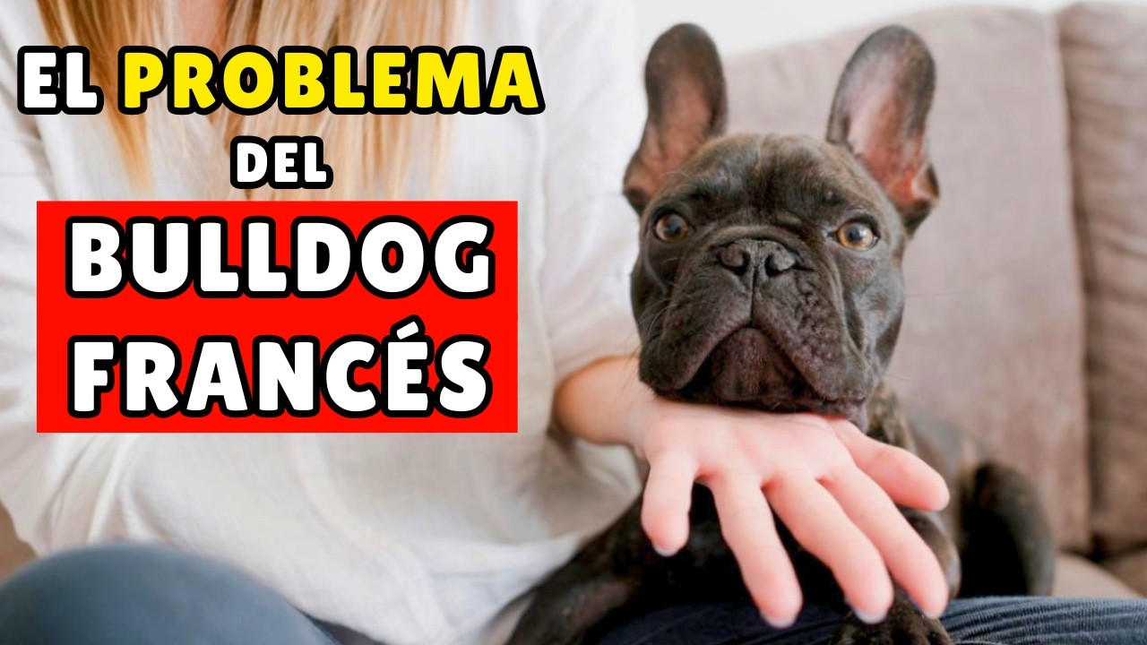 Lo que NADIE te cuenta sobre el BULLDOG FRANCÉS