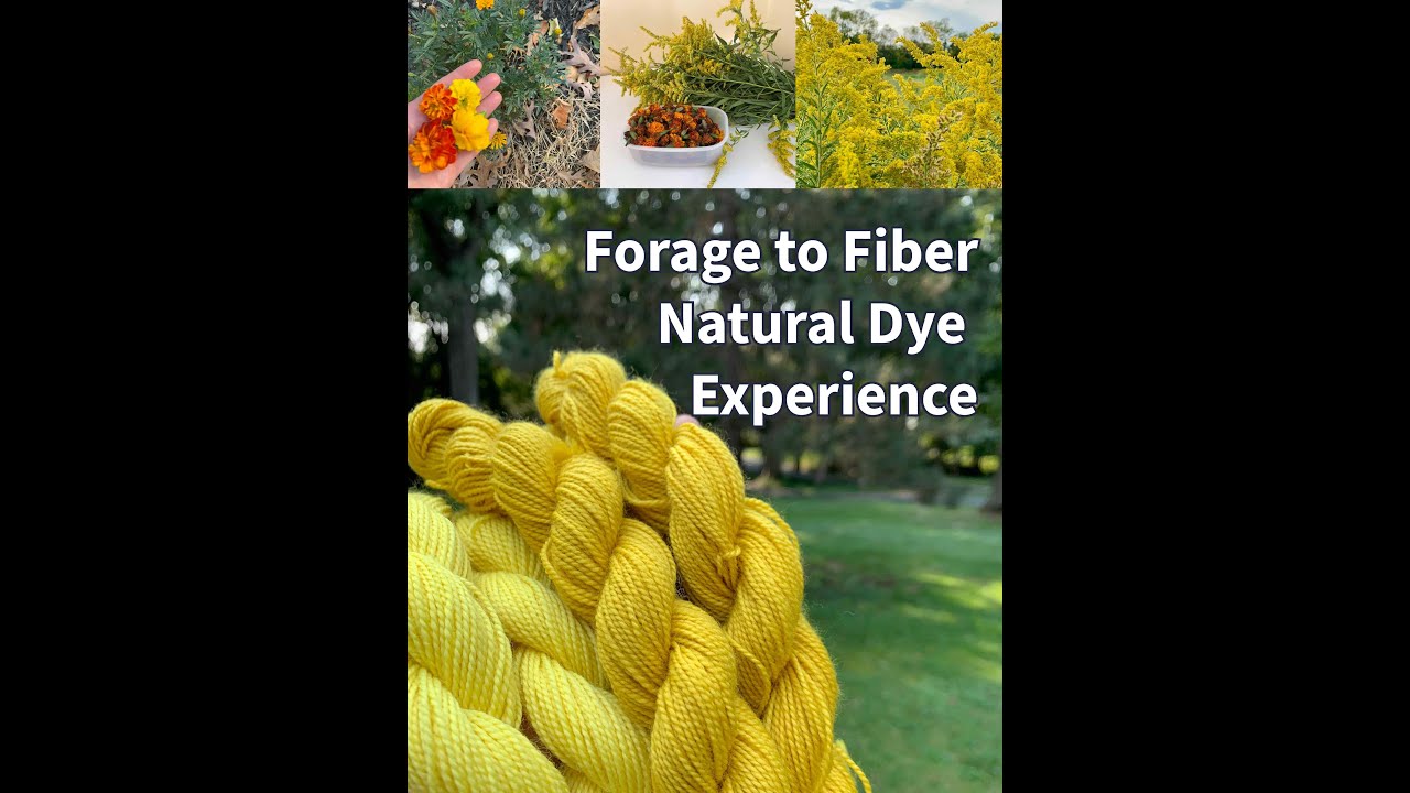 Inside look at foraging goldenrod for natural dyeing  #naturaldye #yarn #handdyedyarn