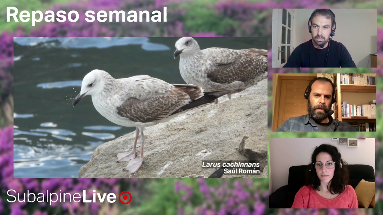 SubalpineLive #2 (08-12-21): Circus cyaneus x macrourus y Acanthis + patch Jana Marco