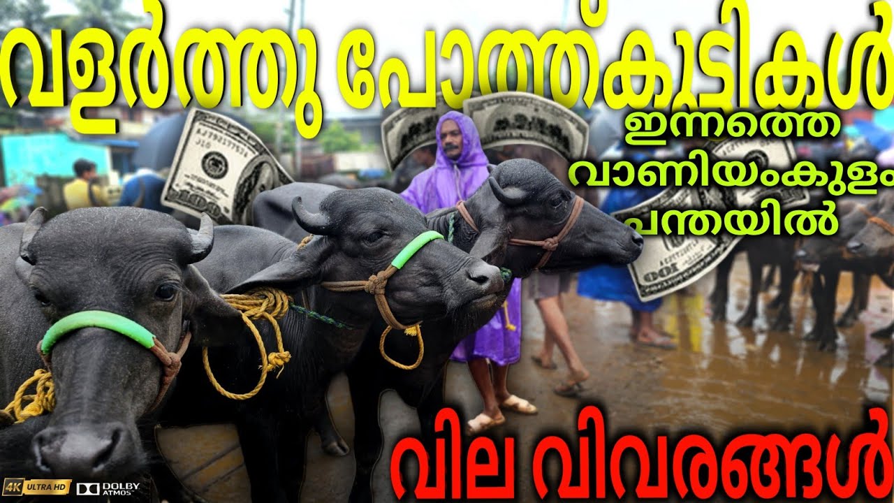 🐃വളർത്തുപോത്ത്കുട്ടികളുടെ💸വില വിവരങ്ങൾ Vaniyamkulam chanda today | Vaniyamkulam Market|Buffalo price