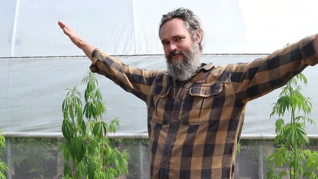 Don't Freak Out over Droopy Landrace Cannabis Plants