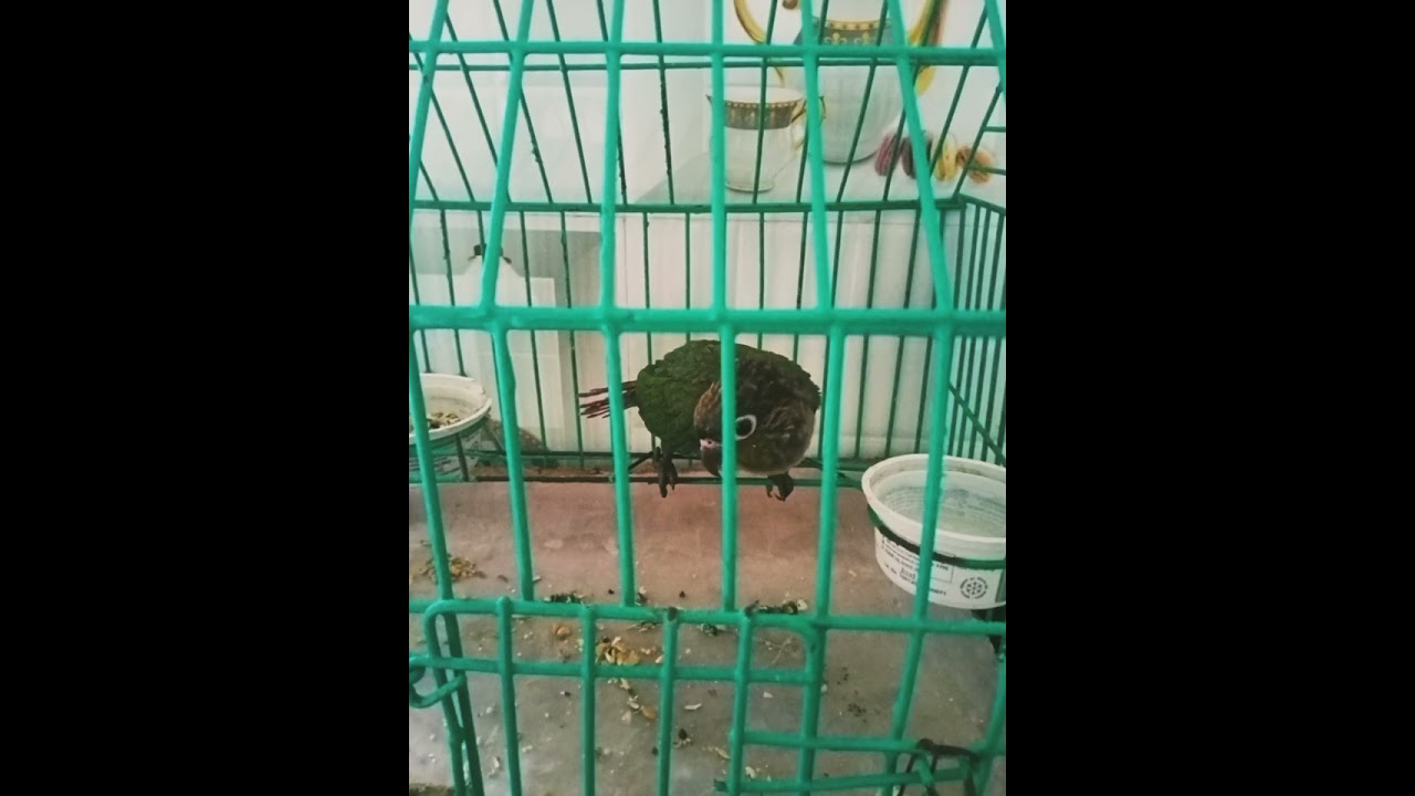 তোতা কাহিনী।। রবীন্দ্রনাথ ঠাকুর।। কন্ঠে -সুমা সাহা।