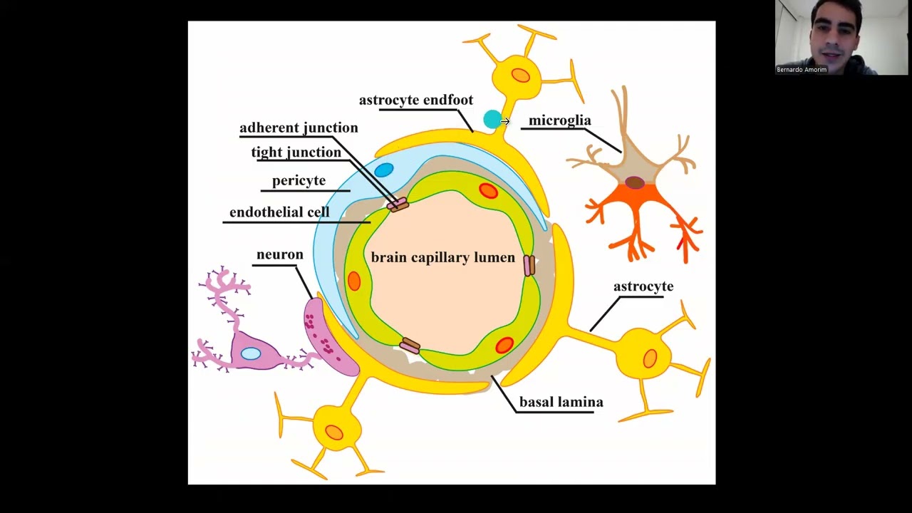 Barreira hematoencefálica