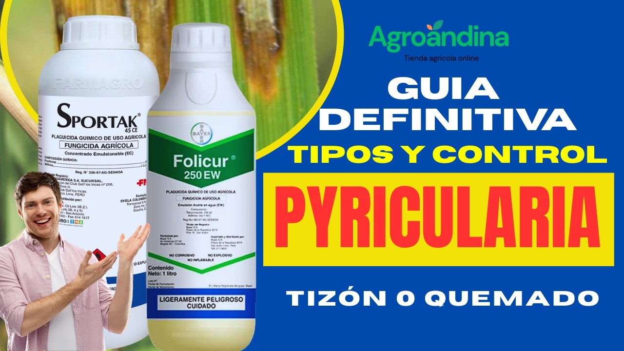 Pyricularia en Arroz y Trigo: Cómo Identificarla y Controlarla Antes de Perder la Cosecha