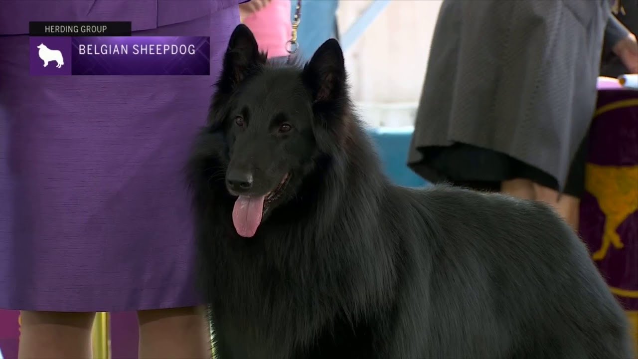 Belgian Sheepdogs | Breed Judging 2023