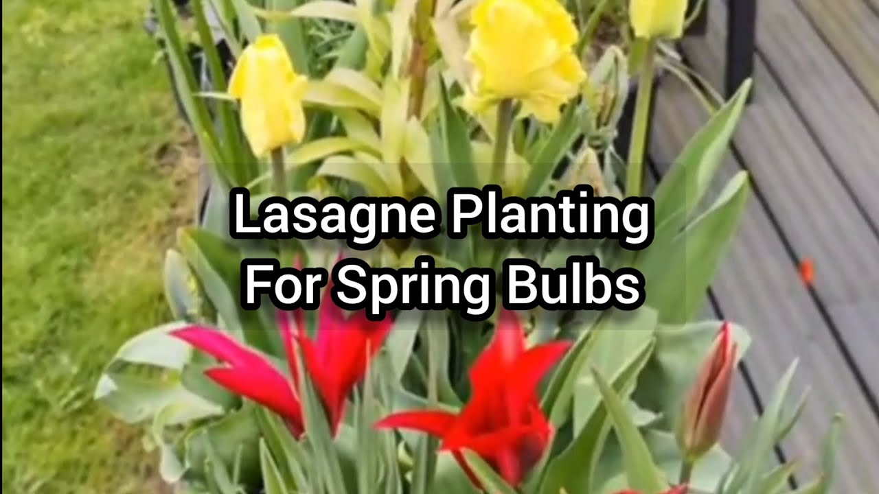 Lasagne Planting for Spring Bulbs! How to Plant Bulbs for a Continuous Display in Spring!