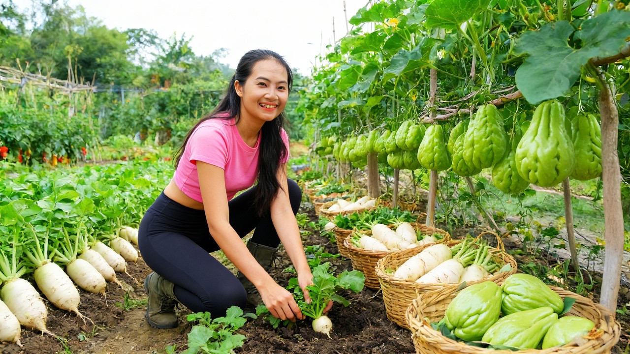 Office Woman Leaves The City And Returns To Her Hometown – Harvest White Radish And Chayote To Sell