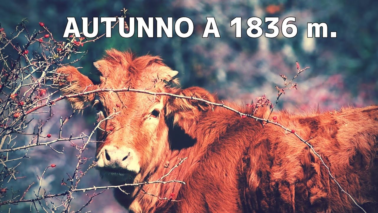 COLORI AUTUNNALI - DJI MAVIC 4 PRO - SHORT FILM 🎥 4K 