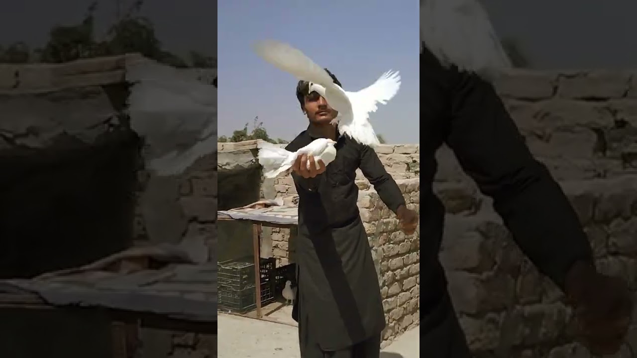 Kabootar Attitude WhatsApp Status Video 🥰😍🔥❣️