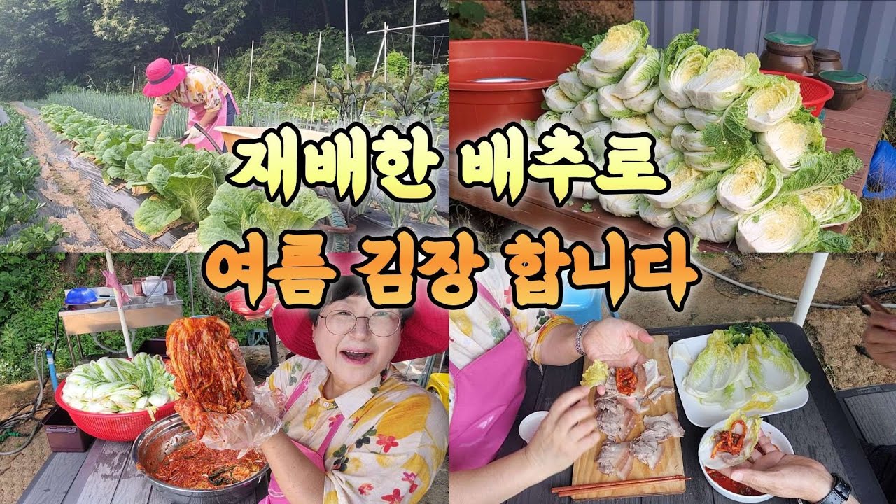 직접 재배한 배추로 여름 김장 합니다 맛이 끝내주네요 초간단 레시피