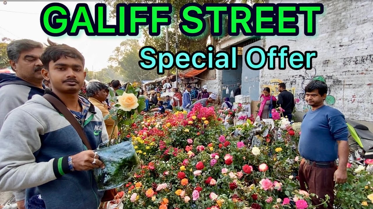 Sri Gobindo Nursery Rose Variety at Galiff Street| Special Price for Subscriber|Best Flowers Forever