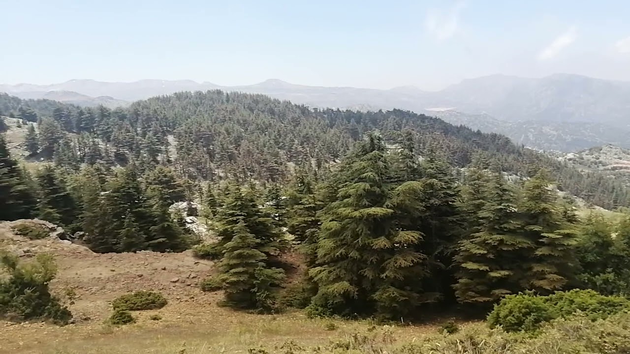 Hadath el Jebbeh - Cedar Forest