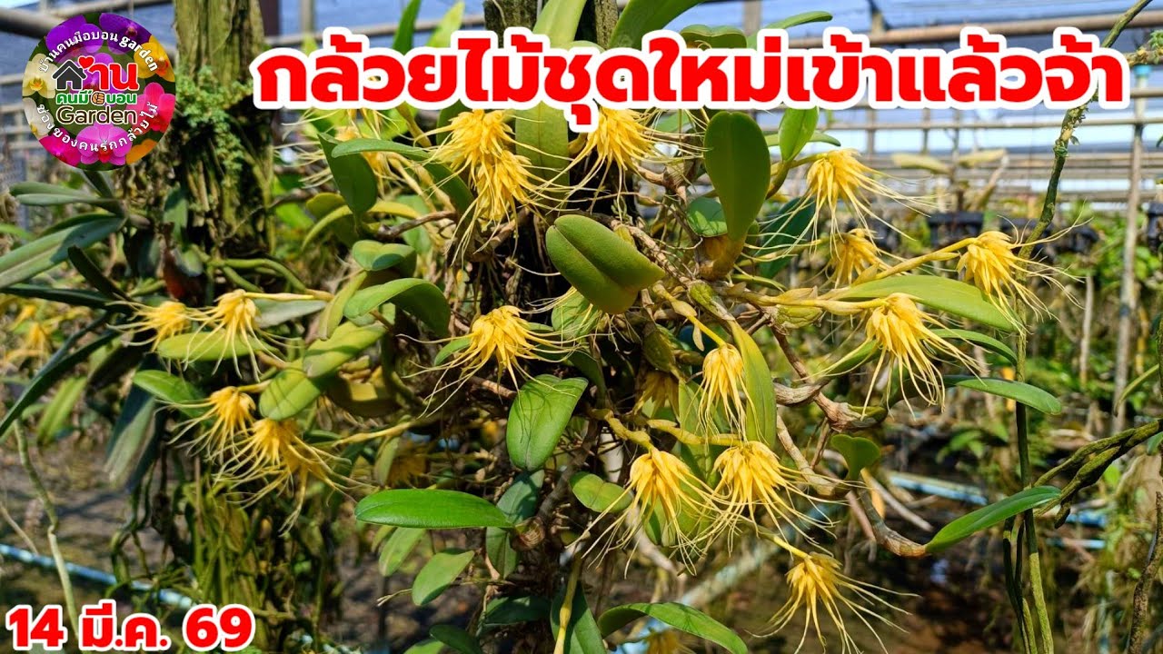 EP.823 กล้วยไม้ชุดใหม่เข้าเพิ่ม กล้วยไม้หายาก #กล้วยไม้ #orchid 