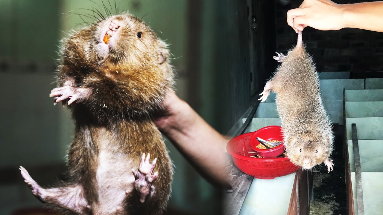 Providing free bamboo rat breeds to help farmers start businesses