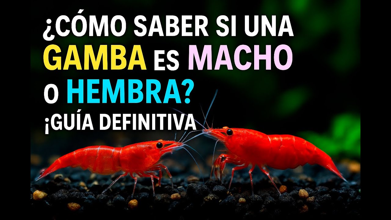 ¿Cómo saber si una GAMBA es MACHO o HEMBRA? ¡Guía Definitiva!