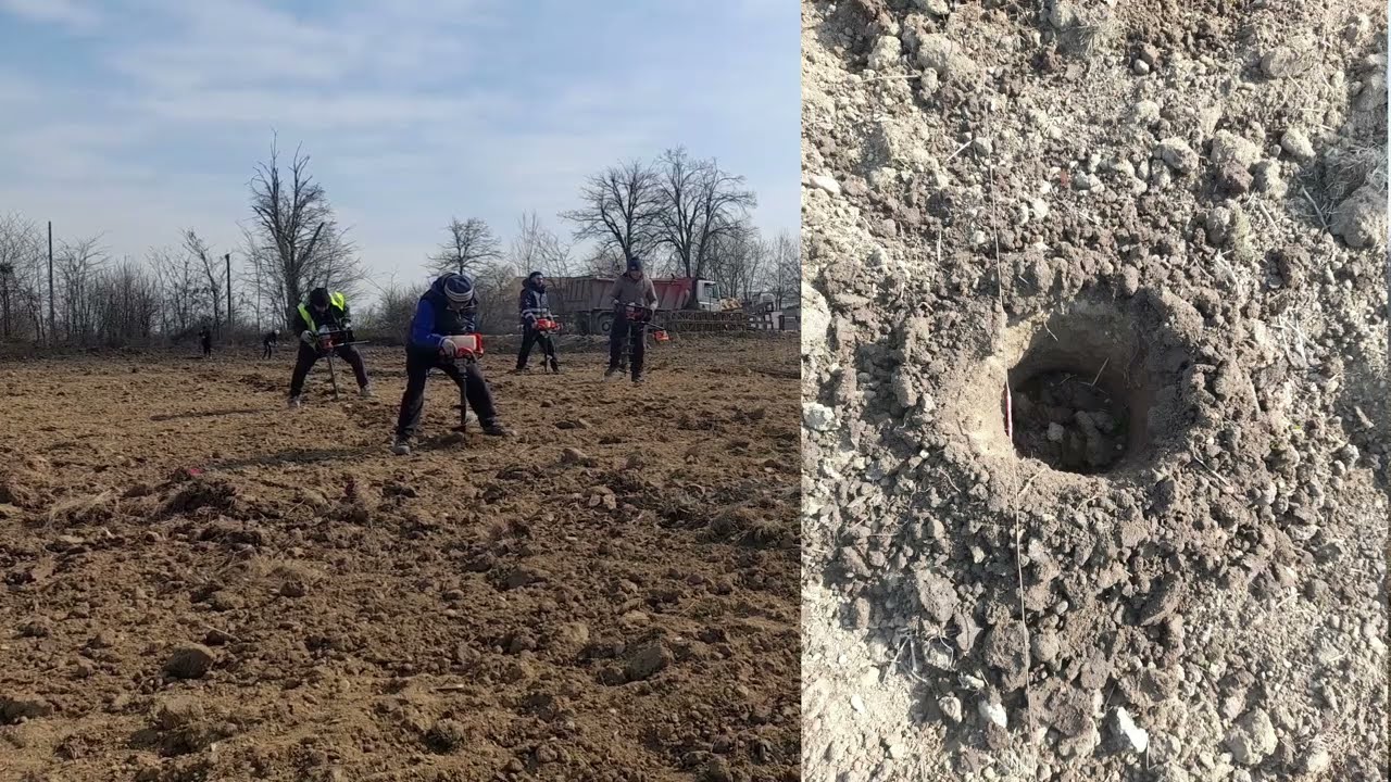 Pașii de urmat pentru o plantare corectă (Cosmin Sandu, inginer silvic)
