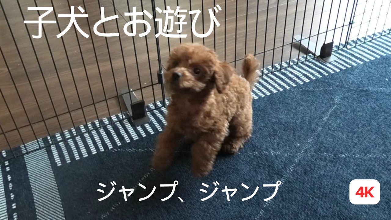 子犬 お迎え トイプードル 子犬とお遊び ジャンプ
