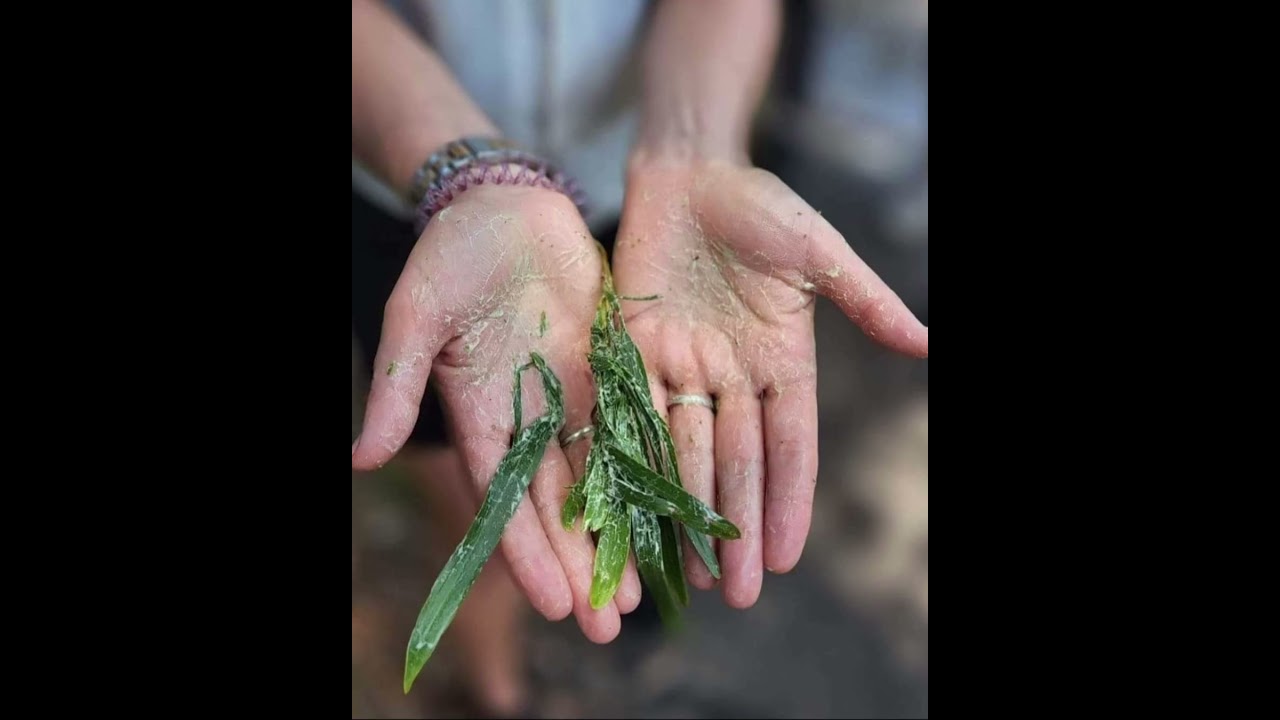 Acacia longifolia is an Australian native plant that can be used as a natural soap in the bush.