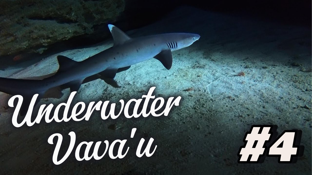 Kingdom of Tonga #4                                     Meet the Underwater Guru of Vava&rsquo;u￼
