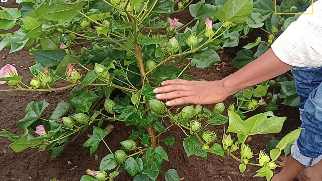 कापूस एका झाडाला 100 बोंड शक्य 3 फूट अंतर लागवड 🙏कापूस पाते व बोंड वाढवण्यासाठी उपाय