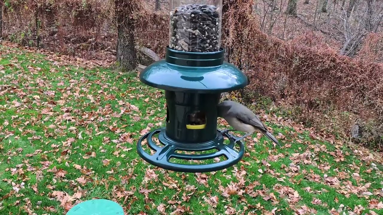 11-07-2025 Brome Squirrel Buster Evolution