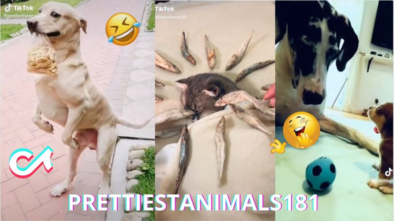 𝐏𝐑𝐄𝐓𝐓𝐈𝐄𝐒𝐓𝐀𝐍𝐈𝐌𝐀𝐋𝐒𝟏𝟖𝟏 𝐟𝐮𝐧𝐧𝐲 𝐯𝐨𝐝𝐞́𝐨𝐬 𝐜𝐨𝐦𝐩𝐢𝐥𝐚𝐭𝐢𝐨𝐧 𝐃𝐄𝐂𝐄𝐌𝐁𝐄𝐑 𝟐𝟎𝟐𝟐