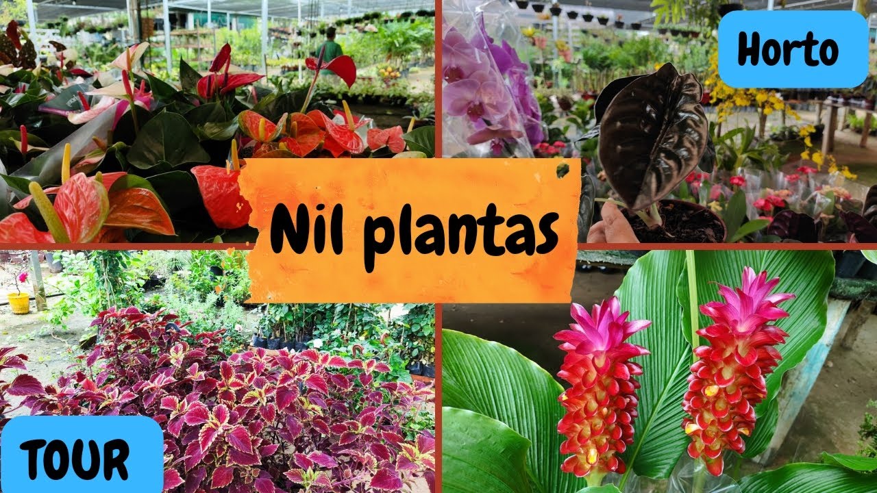 chegou plantas lindas e baratas 😍 atacado e varejo