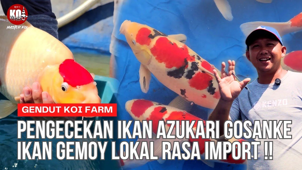 PENGECEKAN AZUKARI GENDUT KOI FARM SUPER BULKY LOCAL RASA IMPORT ‼️