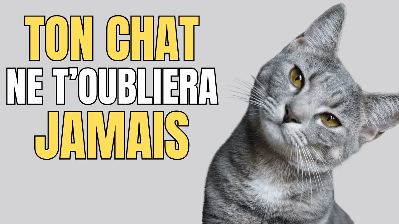 Pourquoi Votre Chat Ne Vous Oublie JAMAIS ? Les 10 Raisons Choc!Et Ce N’est Pas Juste Votre Visage !