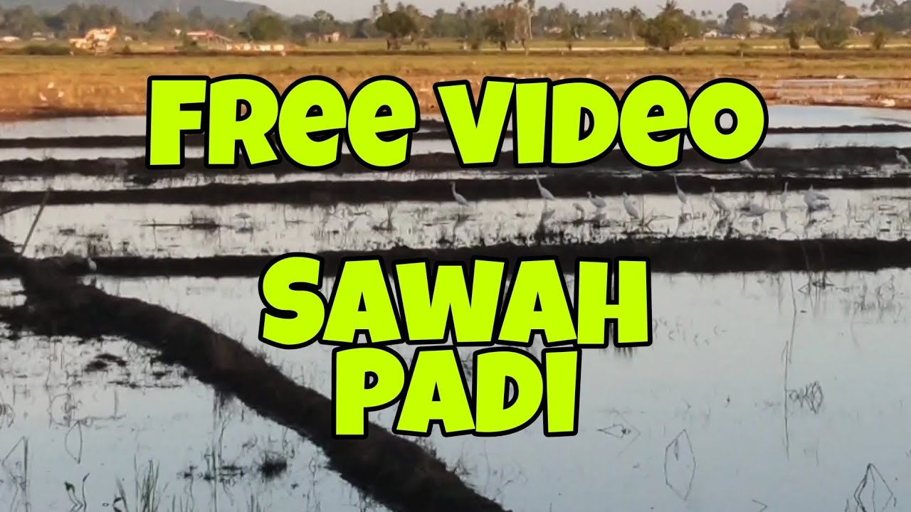 Kota Belud Kampung Sangkir Sabah Sawah Padi Gunung Kinabalu || vlog cikgu atun free video 2021