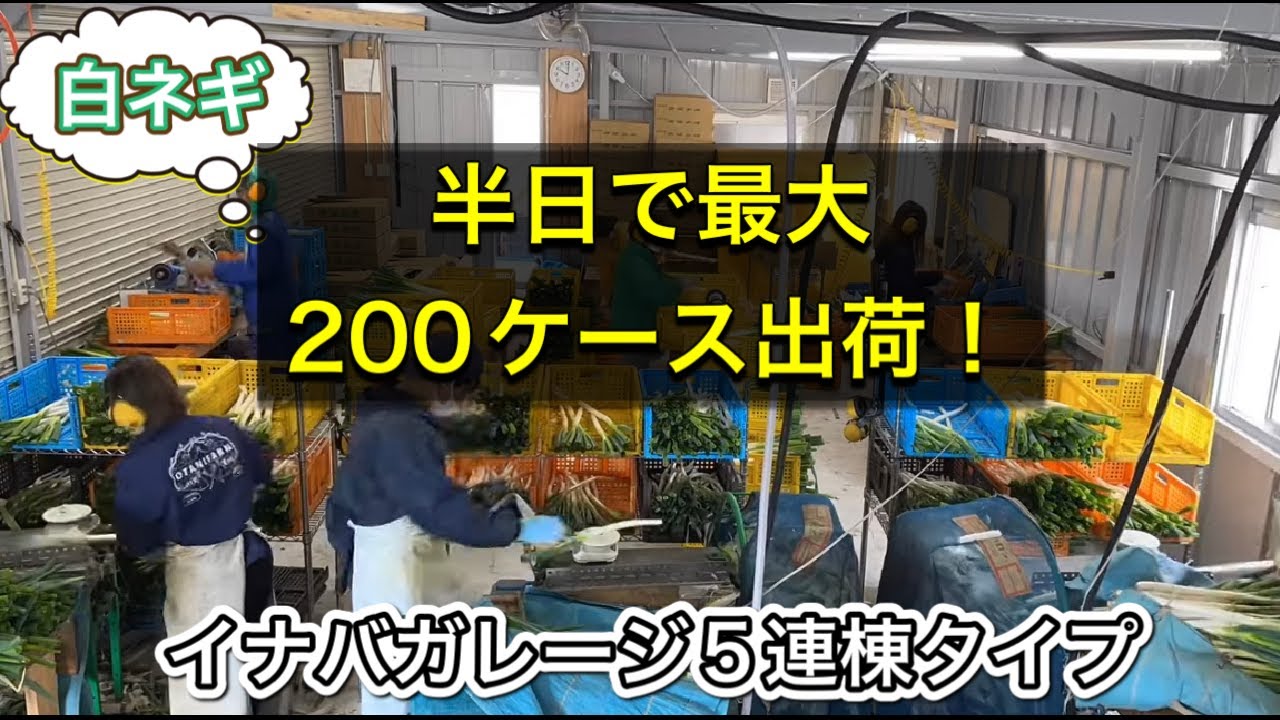 【超効率アップ】白ネギ農家の作業場紹介！出荷作業の流れも撮影！