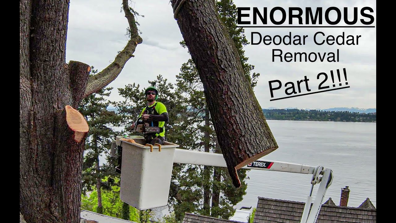 ENORMOUS Deodar Cedar Removal! Part 2!!!