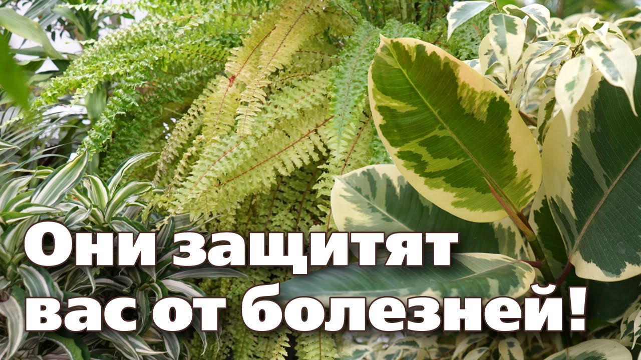 ТОП-10 РАСТЕНИЙ, КОТОРЫЕ ЧИСТЯТ ВОЗДУХ И ЗАЩИЩАЮТ ВАС ОТ МИКРОБОВ, ВИРУСОВ И БАКТЕРИЙ
