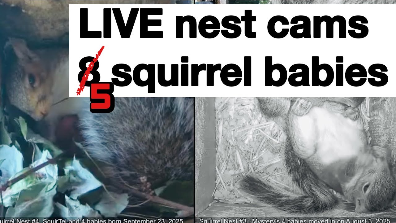 🔴24/7 4 baby squirrels born Feb 15, 2026 to Lily in Nest1/ Nest9 babies born Feb 16 SqNest.Live-6of6