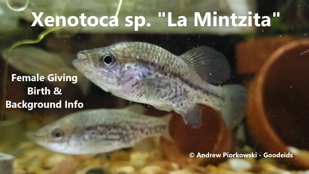 Rare Livebearer! Xenotoca sp. 