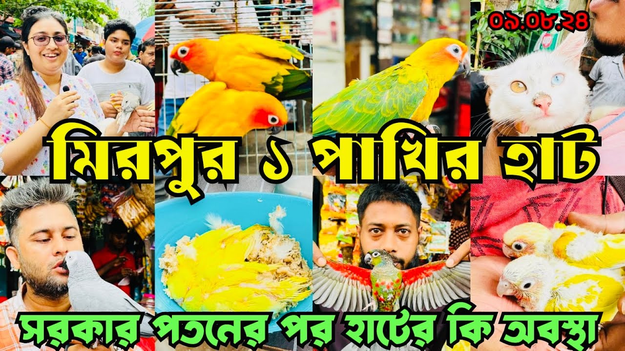সরকার পতনের পরও জমজমাট মিরপুর ১ পাখির হাট | Mirpur 1 Pakhir Hat | Birds Price BD #viralvideo