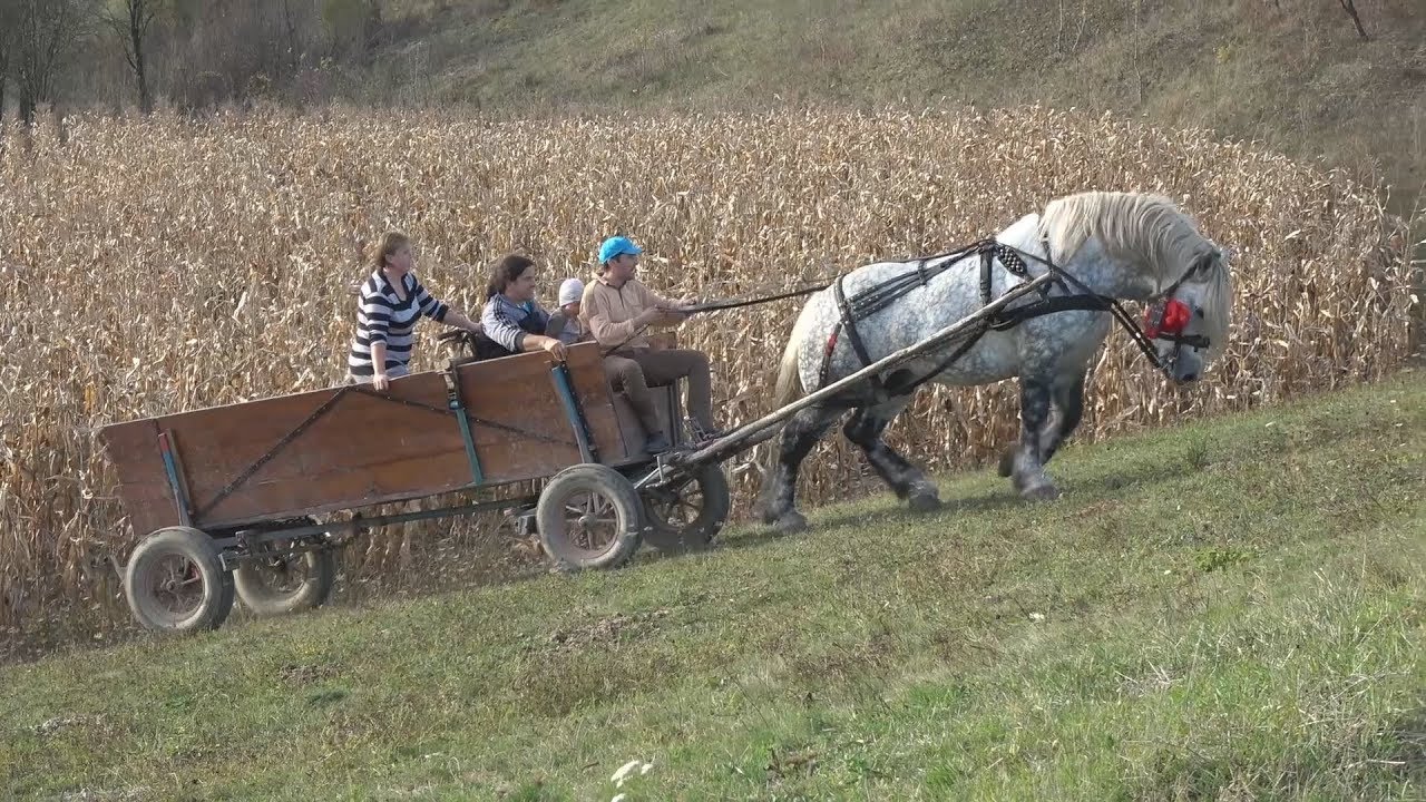Armasarii lui Stelica de la Jichisu de Jos, Senzational !!!!