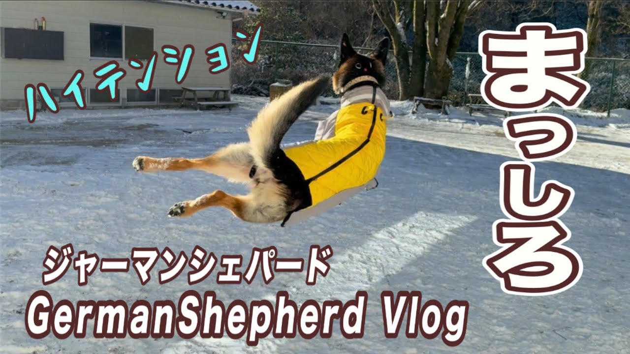 真っ白になると、やっぱりはしゃぐシェパードまろん😂めざすはホワイトシェパード？w【ジャーマンシェパード】