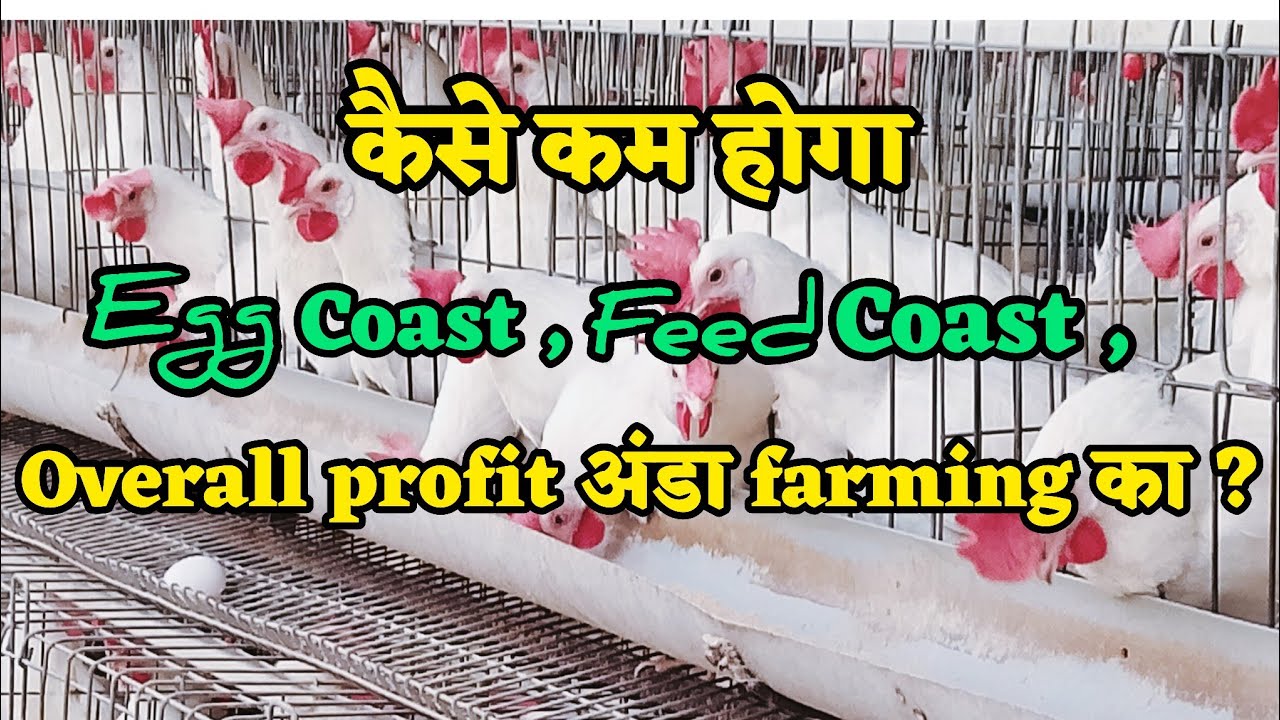 Feed का coast कैसे कम होगा? Perfect profit कितना होता है Layer poultry बिजनेस में|#अंडा फार्म 