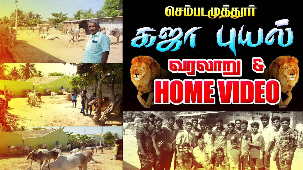 கஜா புயல் வரலாறு Sembadamuthur gaja puyal history Eruthukattu Krishnagiri