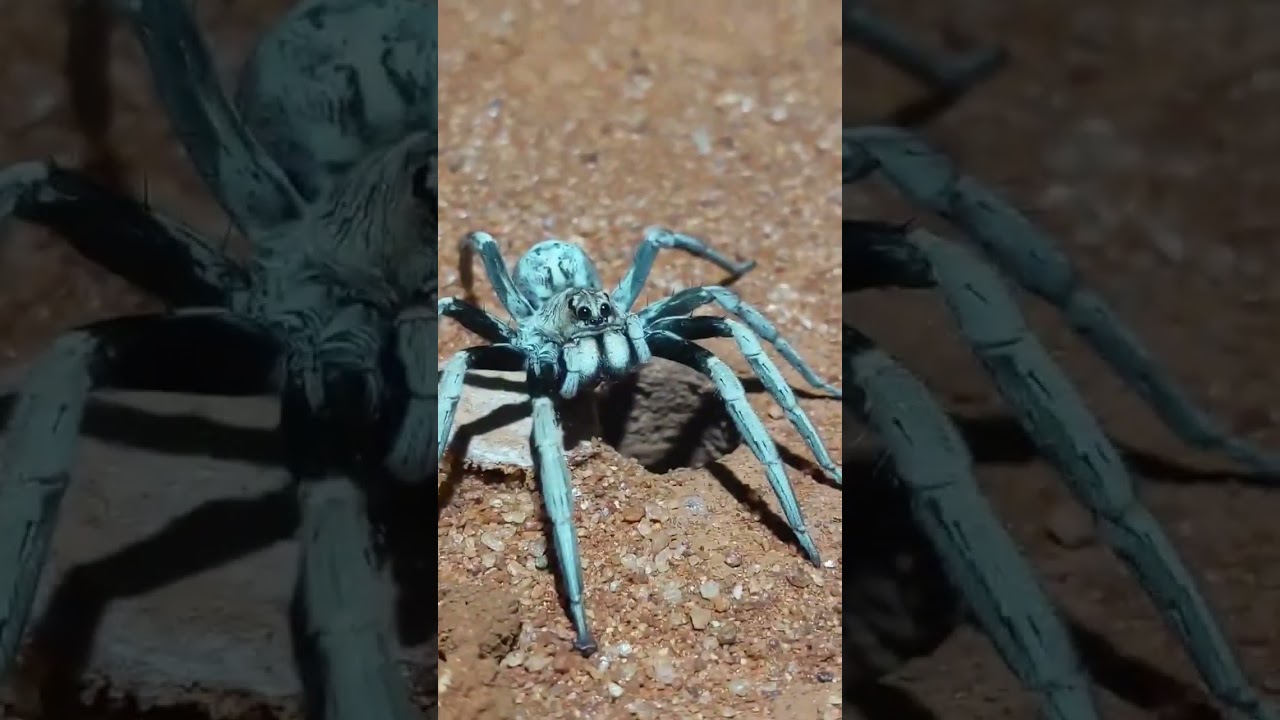 Travel Zooplanet 🕷 #zootravel #animals #zoo #shortsvideo #shorts #zooplanet