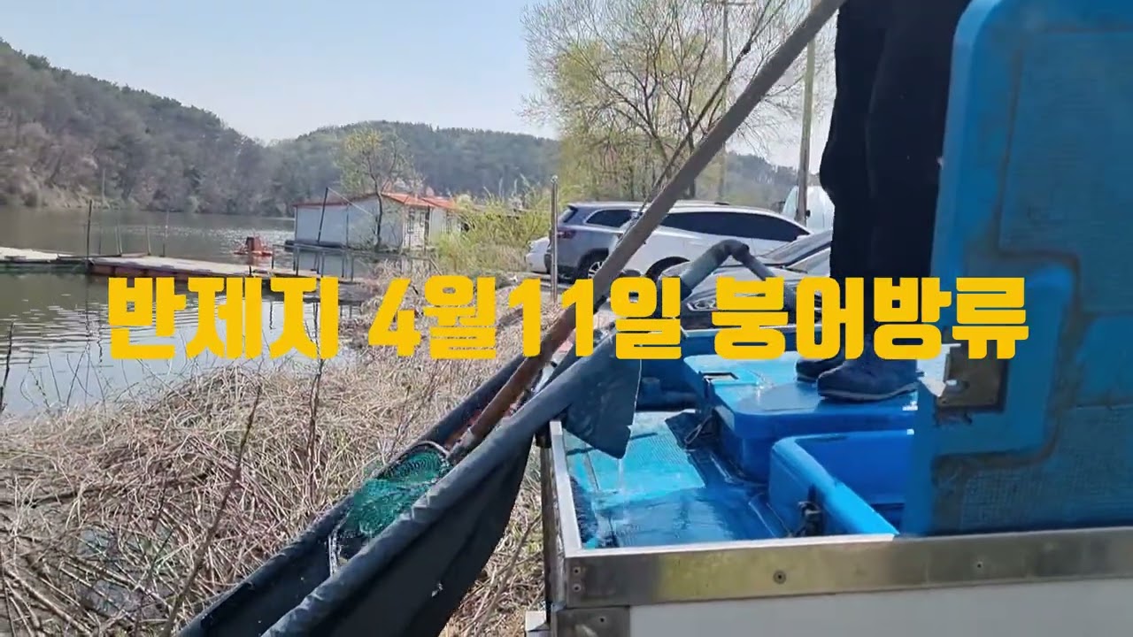붕어방류 4월11일 반제지 오늘도방류 낚시스토리