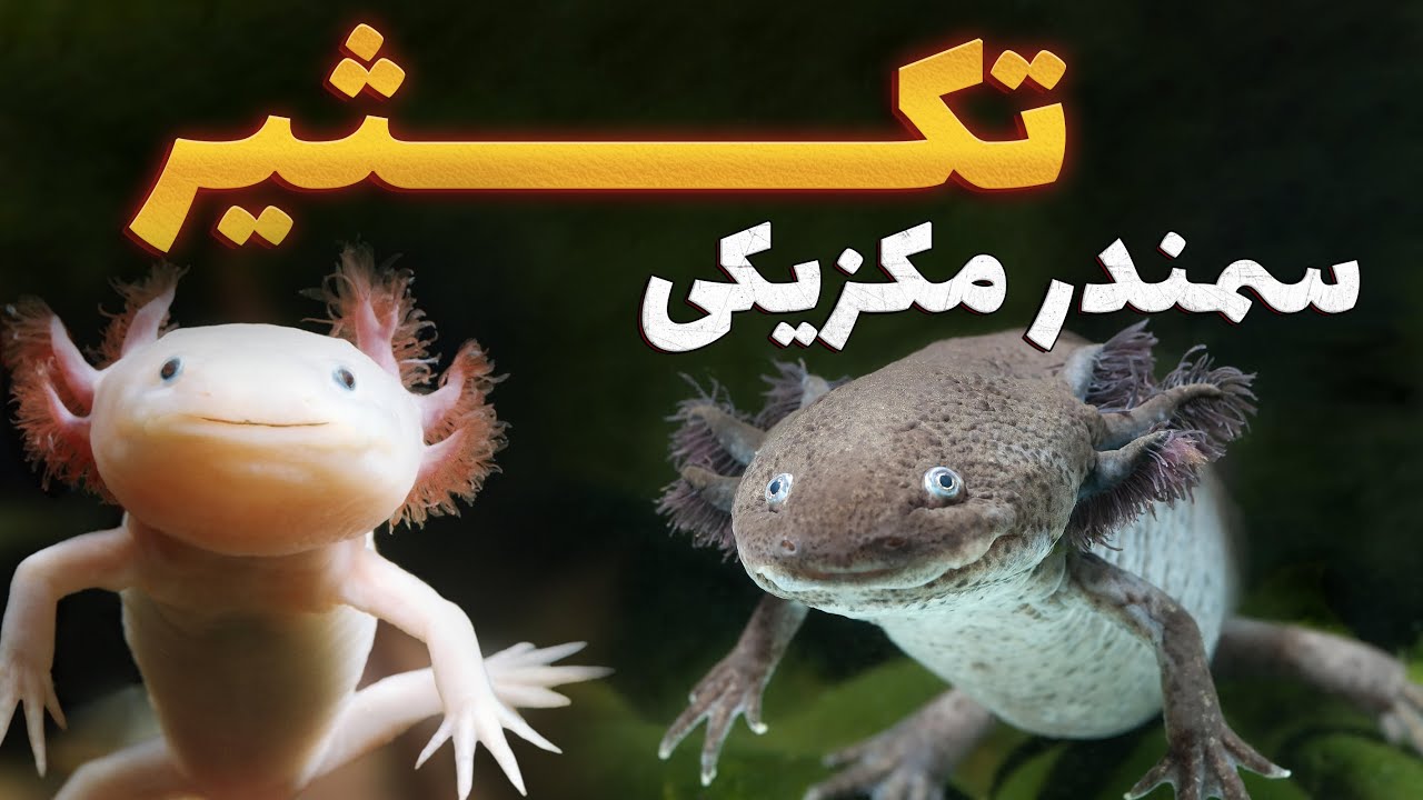 سمندر مکزیکی چیه و چرا اینقدر خاصه؟ | رشد، تغذیه، تکثیر