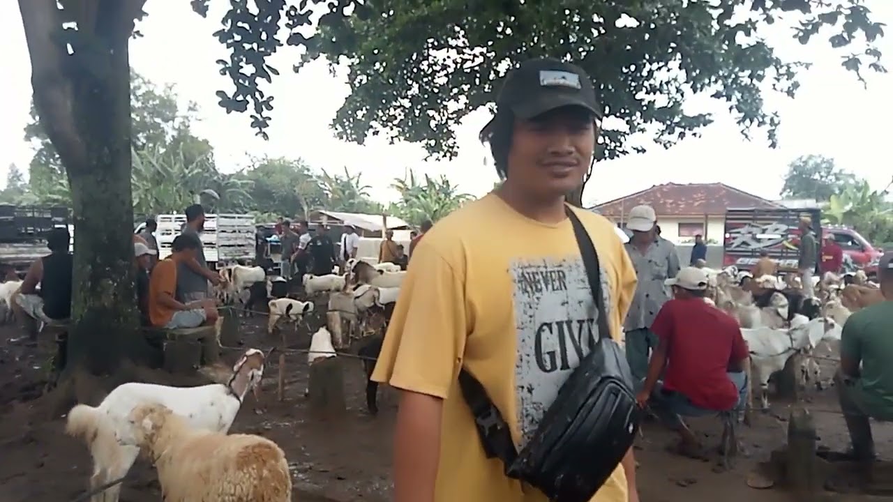 Harga Kambing 🐐 Kekah 