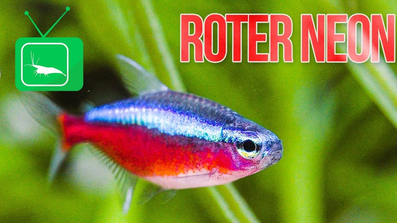ROTER NEON - Paracheirodon axelrodi | Haltung, Pflege und Zucht | PORTRAIT | GarnelenTv