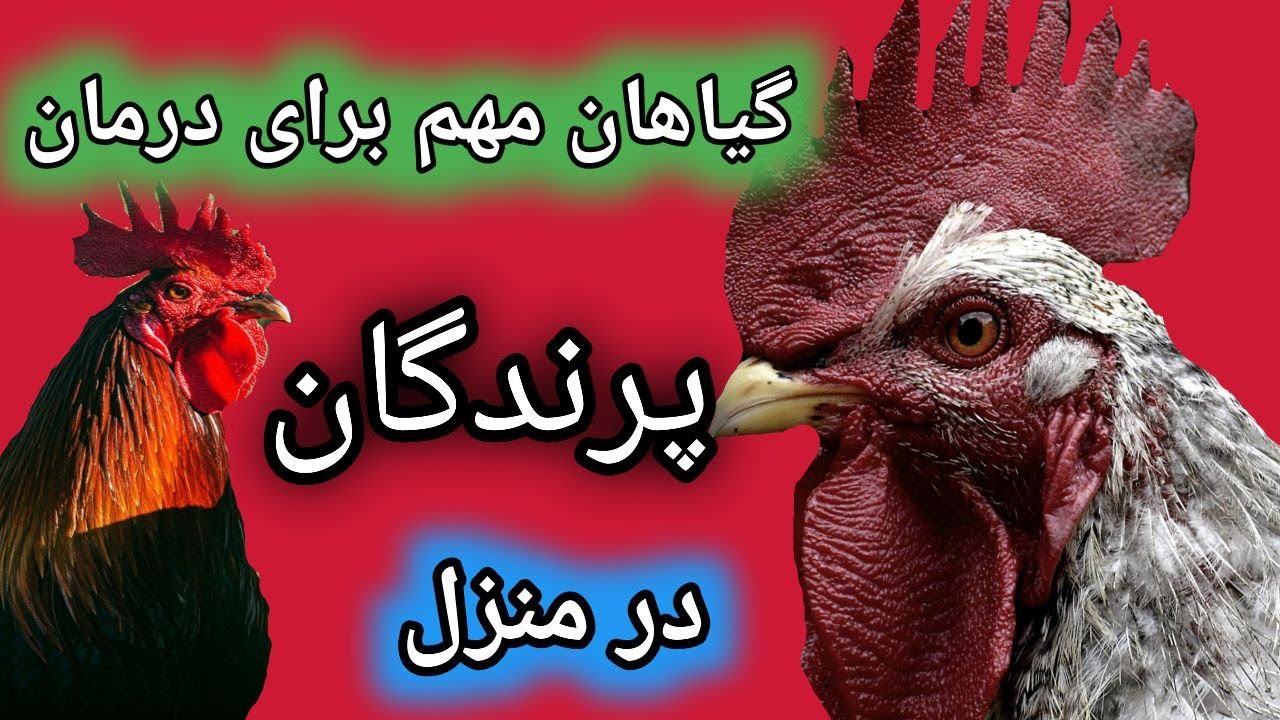 مهمترین گیاهان دارویی برای درمان طیور , درمان خانگی پرندگان