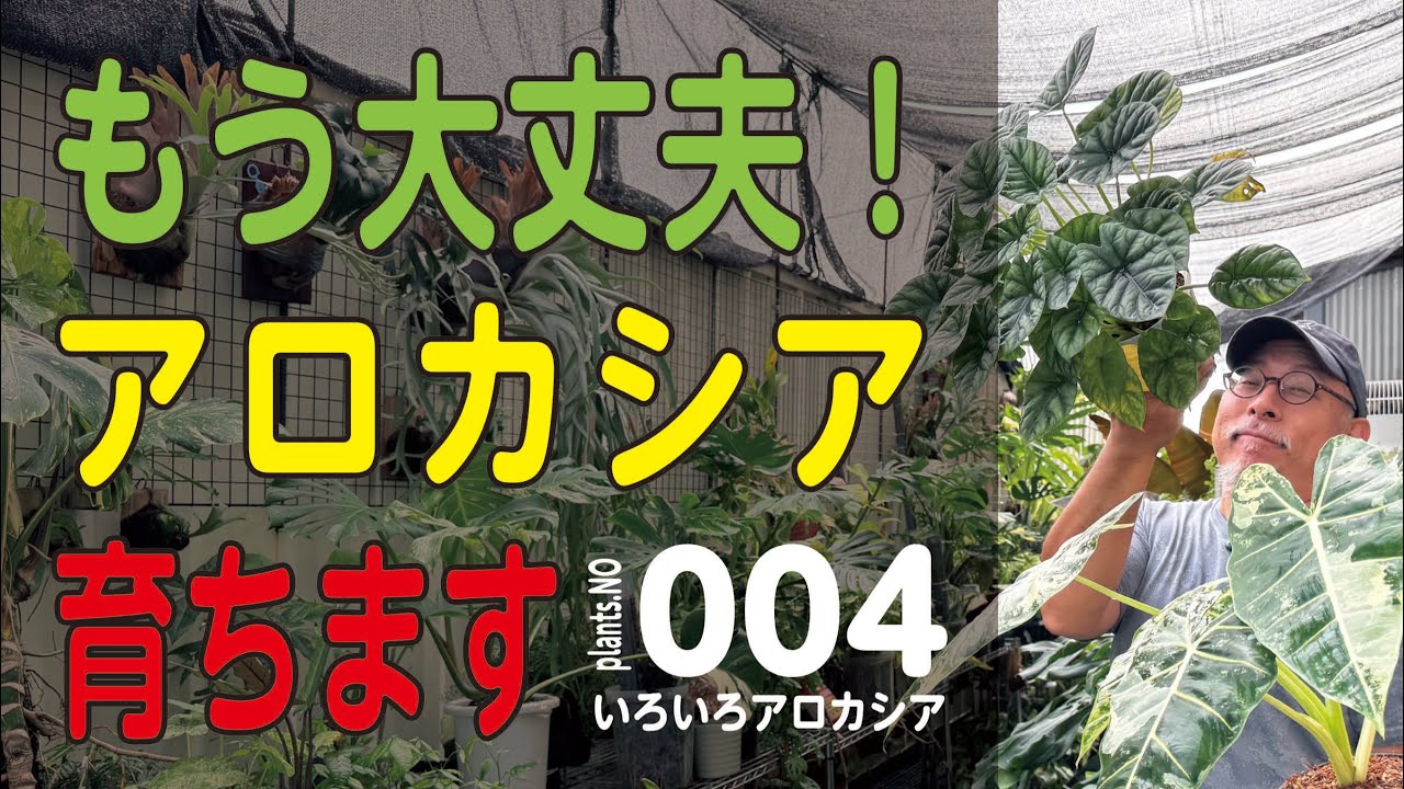 アロカシア育ててみませんか？ねこチップSS解説！