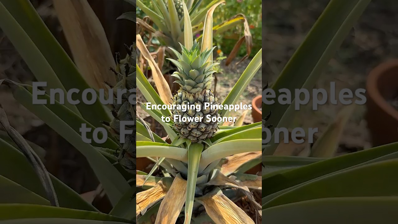Getting your pineapple to flower and set fruit is super easy! #pineapple #growingpineapples